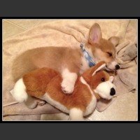 Corgi to cudowne psiaki...